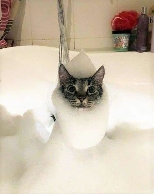 13 фото, глядя на которые невозможно не улыбнуться 13 фото, глядя на которые невозможно не улыбнуться котики, животные, подборка, настроение, милота