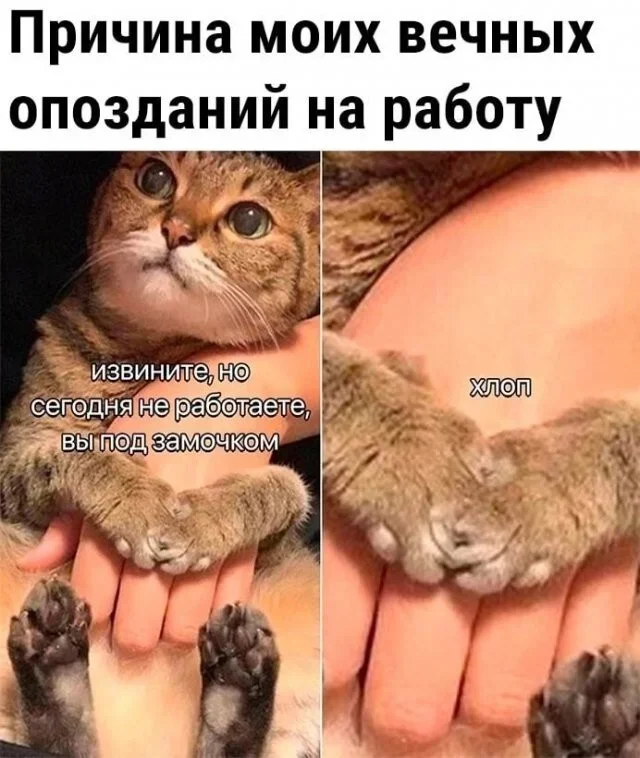 Утренние мемы: от глажки белья до тупорылой акулы Утренние мемы: от глажки белья до тупорылой акулы мемы, юмор, приколы, картинки, подборка