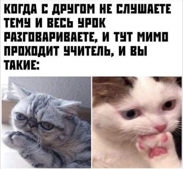 Даже кот в осадке: убойная подборка мемов Даже кот в осадке: убойная подборка мемов мемы, приколы, подборка, юмор, картинки