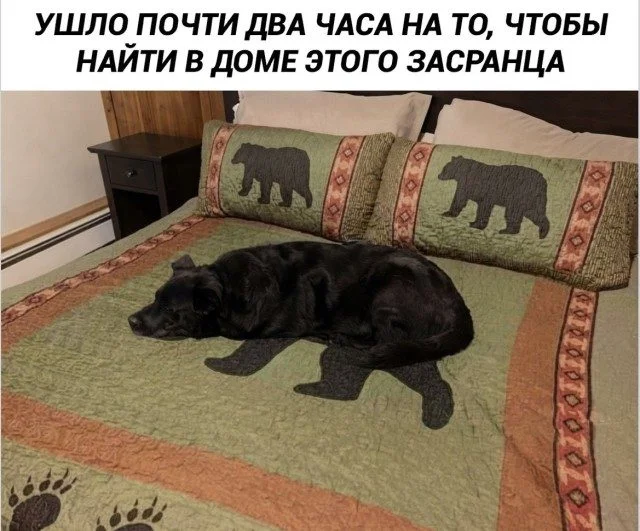 Даже кот в осадке: убойная подборка мемов Даже кот в осадке: убойная подборка мемов мемы, приколы, подборка, юмор, картинки