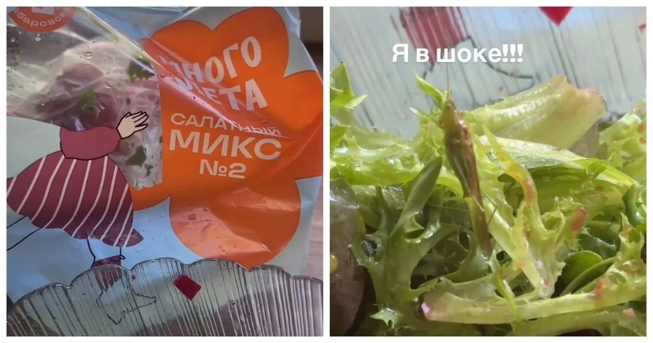 Обед с сюрпризом: в салате из супермаркета найден живой кузнечик кузнечик, салат, магазин, находка, еда, насекомые