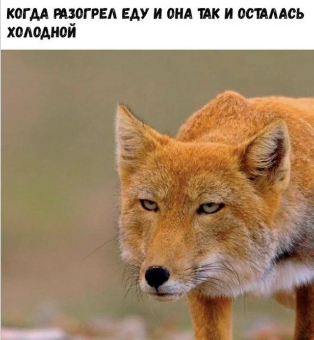 Мемоделы выложили новую партию угара Мемоделы выложили новую партию угара мемы, приколы, подборка