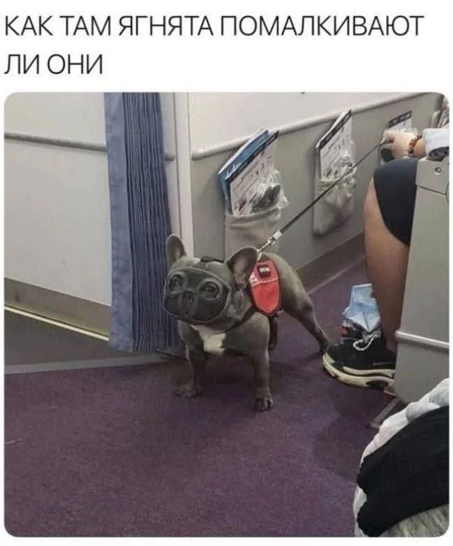 Воскресный вайб: 50 мемов для идеального отдыха мемы, приколы, воскресенье, отдых, юмор, картинки, настроение