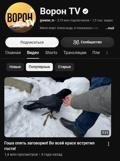 Стали известны обстоятельства смерти хозяина ворона Гоши и планы на птицу Стали известны обстоятельства смерти хозяина ворона Гоши и планы на птицу ворон Гоша, Александр Чугайнов, трагедия, животные, новости