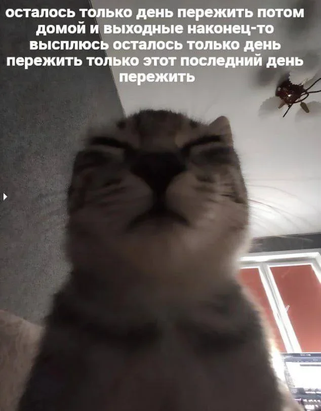 Утренний юмор: мемы для хорошего дня мемы, приколы, юмор, подборка