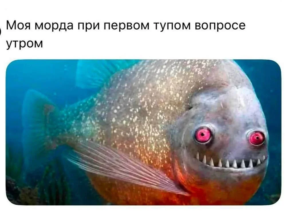 Утренний юмор: мемы для хорошего дня мемы, приколы, юмор, подборка