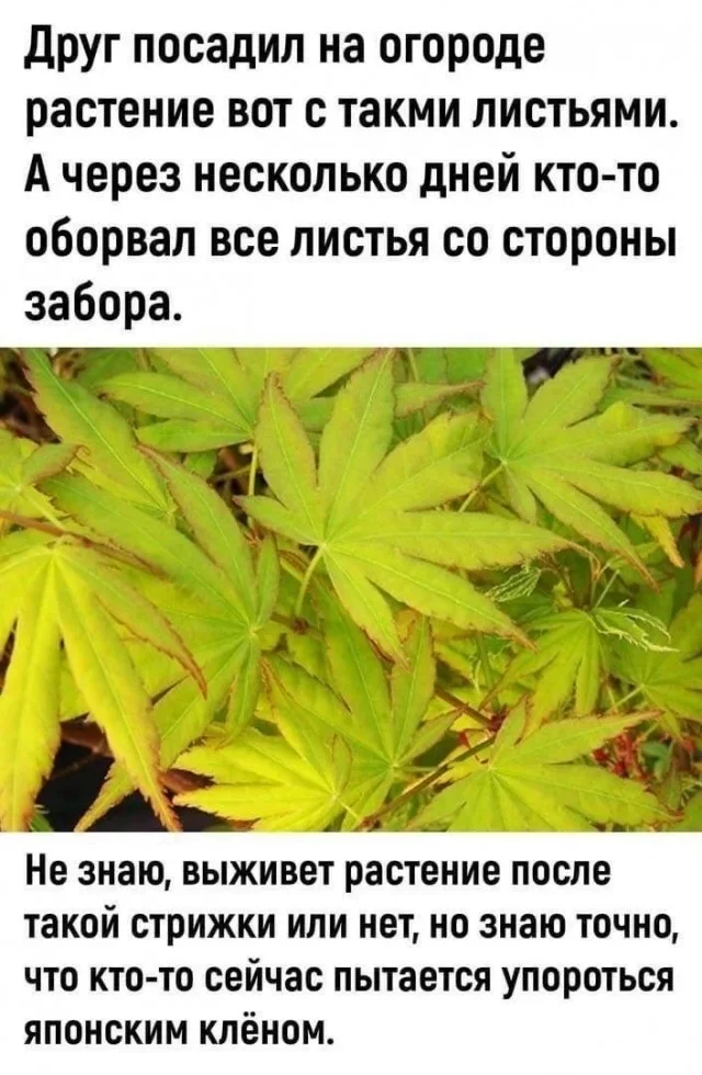 Мемы вторника: внимательная корзина и сосед Мемы вторника: внимательная корзина и сосед мемы, приколы, юмор, подборка, интернет