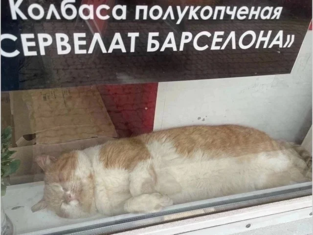 Мемы, в которых логика сдалась Мемы, в которых логика сдалась мемы, приколы, подборка, картинки