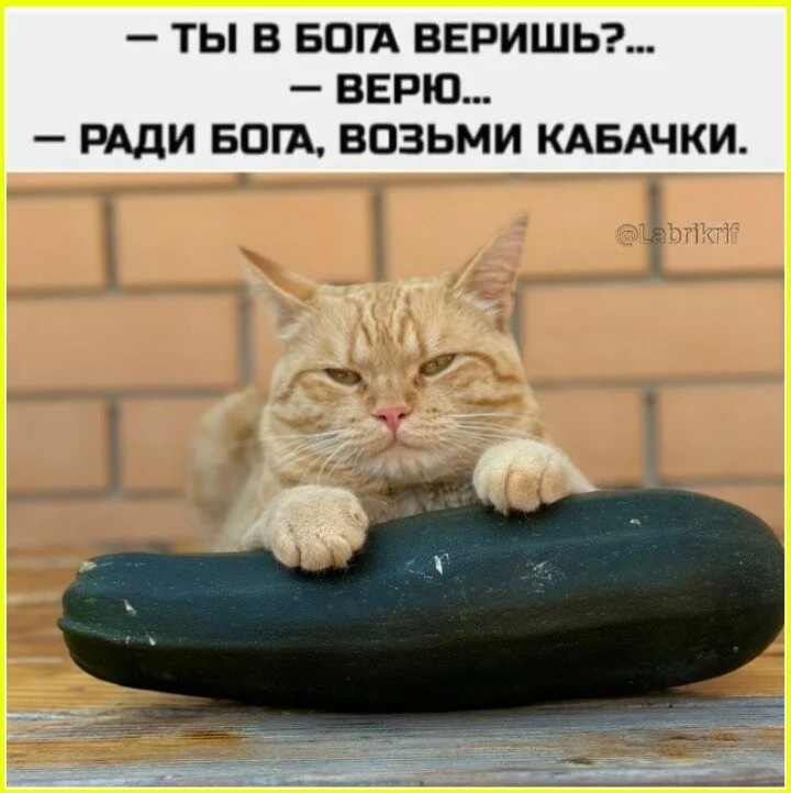 Женская логика: последний аргумент в споре психология, отношения, споры, юмор