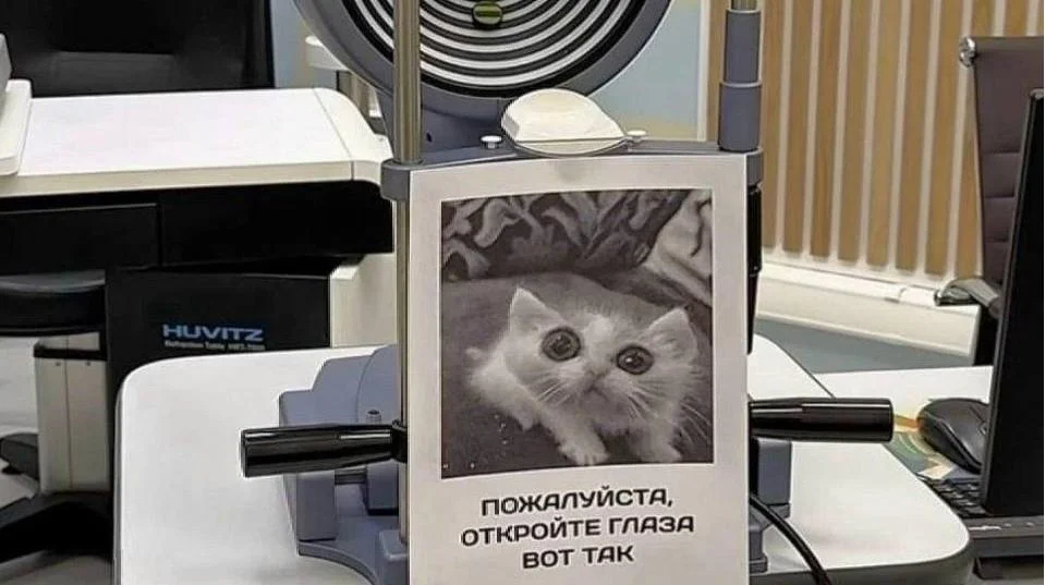 Ржачные звери августа: 20+ фото, мимо которых не пройти