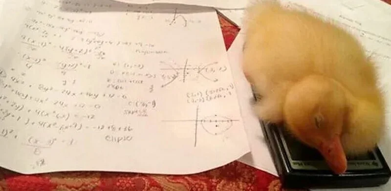 Звериный юмор: 14 кадров, после которых станет легче животные, приколы, мемы, настроение, подборка