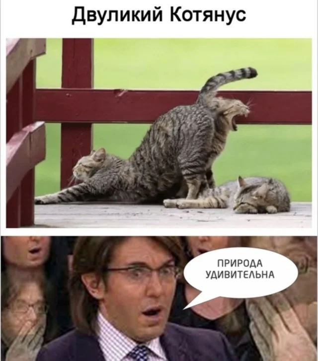 Колесо фортуны смеха: подборка, которая бьет точно в цель Колесо фортуны смеха: подборка, которая бьет точно в цель приколы, картинки, мемы, настроение, подборка