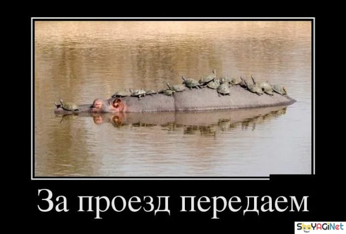 Убойные демотиваторы: заряд позитива Убойные демотиваторы: заряд позитива демотиваторы, юмор, приколы, подборка