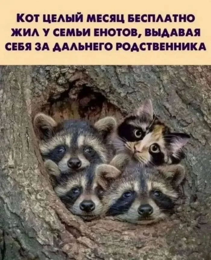 Свежие мемы для отличного настроения Свежие мемы для отличного настроения мемы, приколы, подборка, юмор, пятница