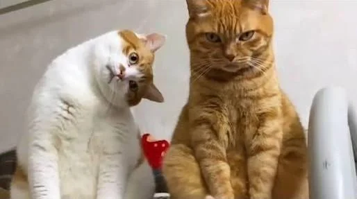 Смешные коты лета 2026: угарные фото Смешные коты лета 2026: угарные фото коты, кошки, приколы, смешное, животные, подборка, лето