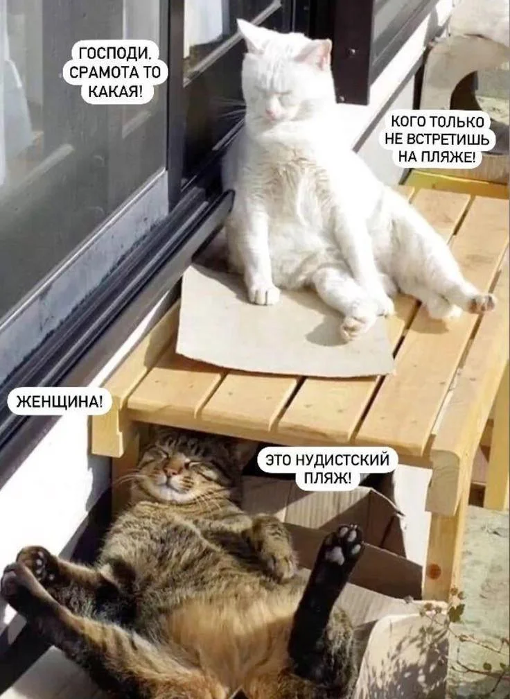 Смешные коты лета 2026: угарные фото Смешные коты лета 2026: угарные фото коты, кошки, приколы, смешное, животные, подборка, лето