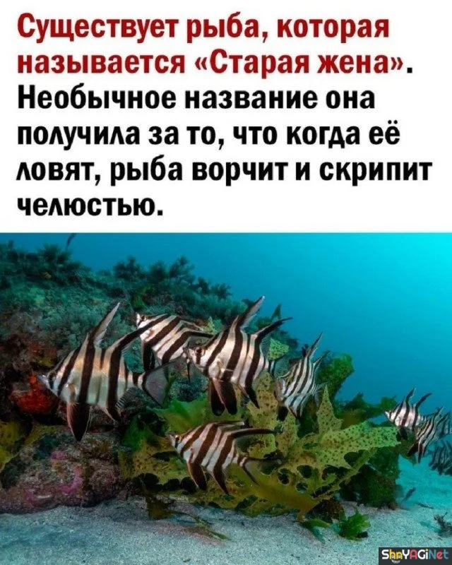 Соль августа: угарная подборка мемов Соль августа: угарная подборка мемов приколы, мемы, август, юмор, подборка, смешные картинки