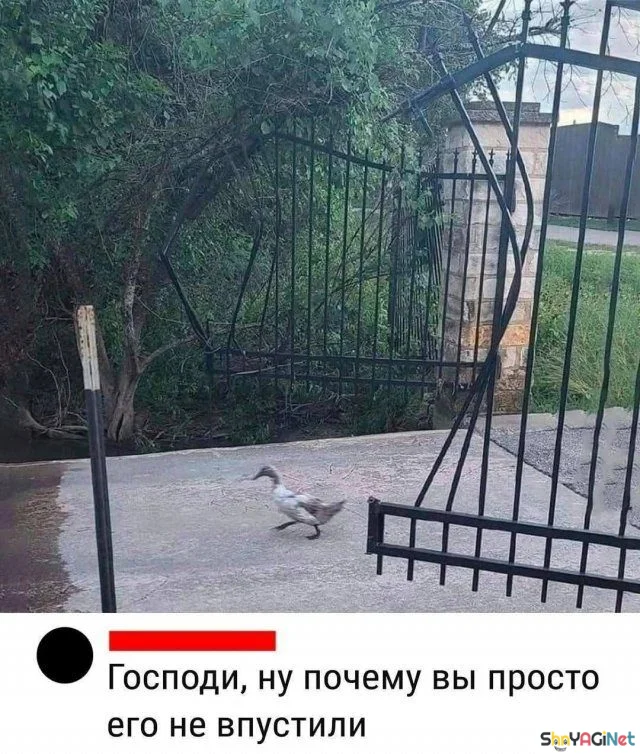 Смешные комментарии из соцсетей: августовская порция юмор, соцсети, комментарии, приколы