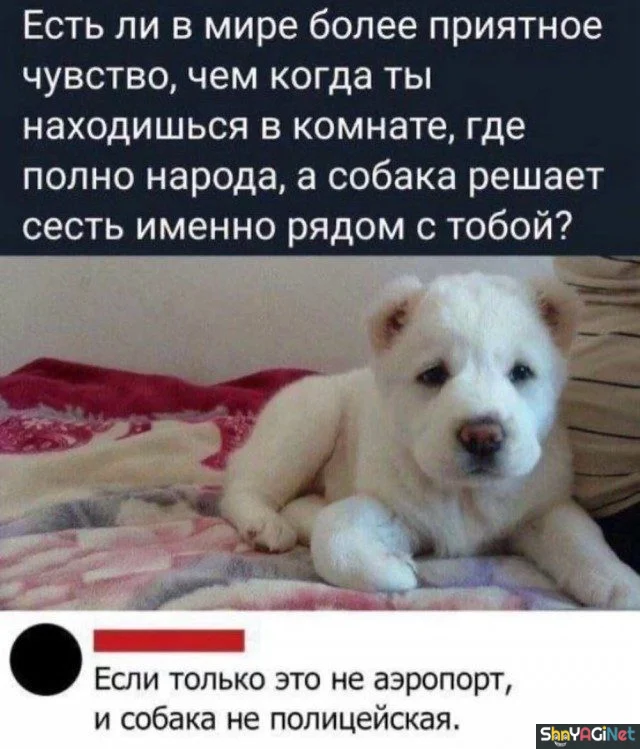 Смешные комментарии из соцсетей: августовская порция юмор, соцсети, комментарии, приколы