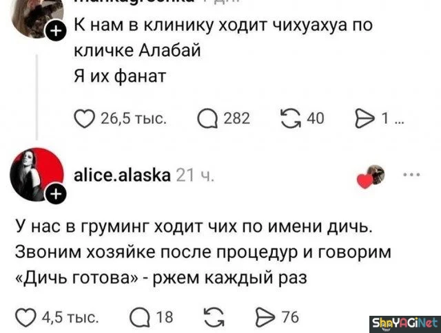 Смешные комментарии из соцсетей: августовская порция юмор, соцсети, комментарии, приколы