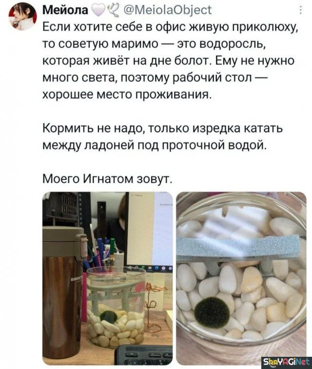 Смех без правил: убойные комментарии из сети приколы, комментарии, соцсети