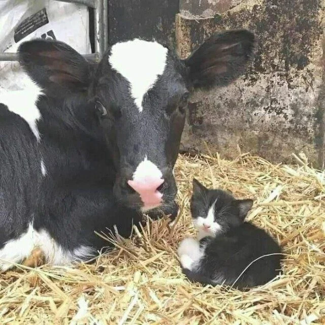 Кадры, которые греют душу Кадры, которые греют душу фото, настроение, позитив, уют, тепло, отдых, природа, релакс