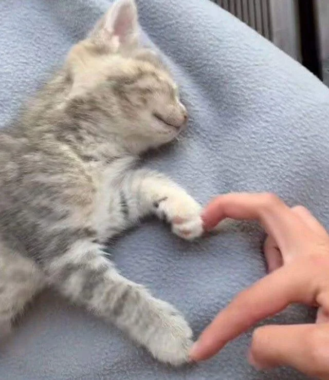Кадры, которые греют душу Кадры, которые греют душу фото, настроение, позитив, уют, тепло, отдых, природа, релакс