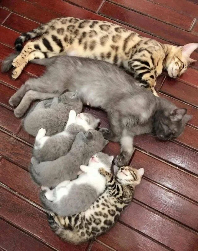 Кадры, которые греют душу Кадры, которые греют душу фото, настроение, позитив, уют, тепло, отдых, природа, релакс