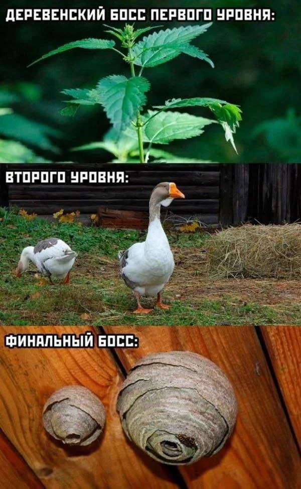 Мемная зарядка на субботу: 29 августа Мемная зарядка на субботу: 29 августа мемы, приколы, юмор, подборка, скоро в школу, тренировки, девушки
