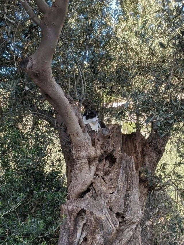 Кошки, которым дерево — лучшая кровать кошки, животные, подборка, сон, деревья
