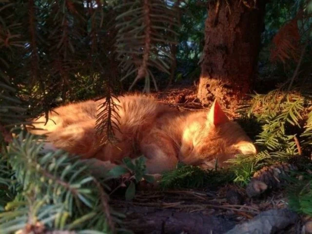 Кошки, которым дерево — лучшая кровать кошки, животные, подборка, сон, деревья
