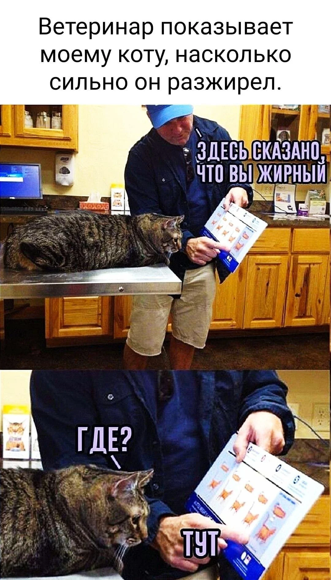 Ветеринары: мемы, которые поймет каждый, кто лечил кота мемы, ветеринары, животные, юмор, приколы