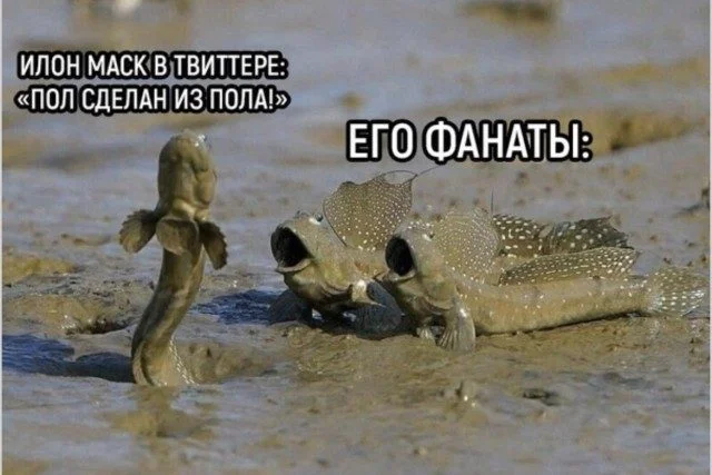 Это просто жираф на самокате. Дальше — больше приколы, подборка, странное, жираф, абсурд