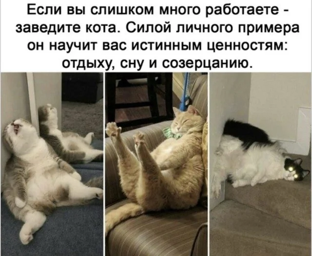 Это просто жираф на самокате. Дальше — больше приколы, подборка, странное, жираф, абсурд