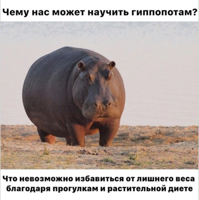 Это просто жираф на самокате. Дальше — больше приколы, подборка, странное, жираф, абсурд