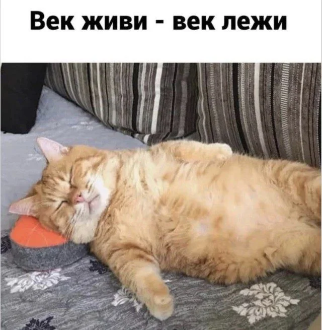 Мемы, которые поняли жизнь лучше вас Мемы, которые поняли жизнь лучше вас мемы, приколы, жизненное, подборка, абсурд, философия, интернет