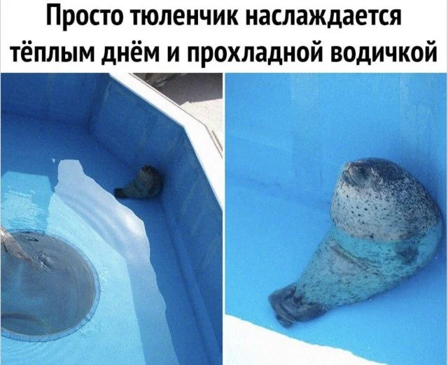 Мемы, которые поняли жизнь лучше вас Мемы, которые поняли жизнь лучше вас мемы, приколы, жизненное, подборка, абсурд, философия, интернет