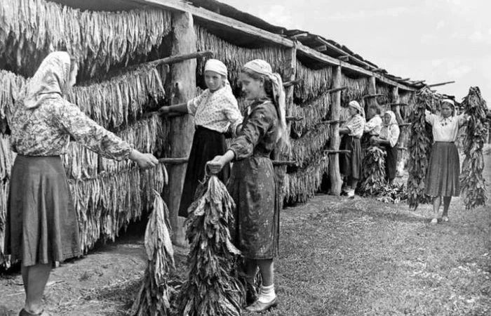 Секрет народной любви: почему вся страна курила именно махорку история, ссср, табак, махорка, факты