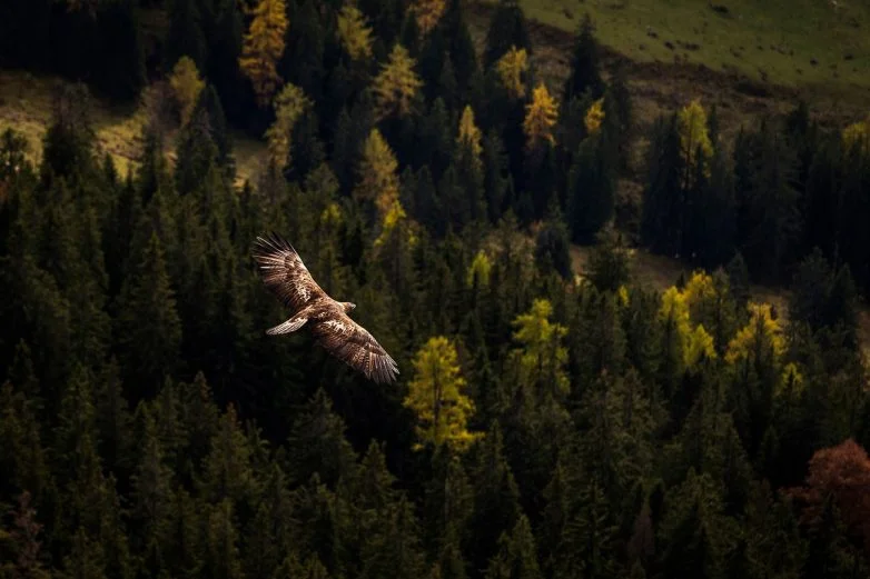 Природа, от которой захватывает дух: 24 кадра от фотографа, покорившего National Geographic