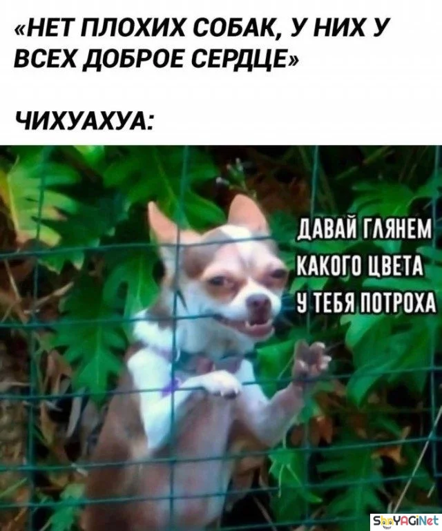 Смехопанорама: убойная порция мемов и приколов Смехопанорама: убойная порция мемов и приколов приколы, мемы, юмор, подборка, ржака