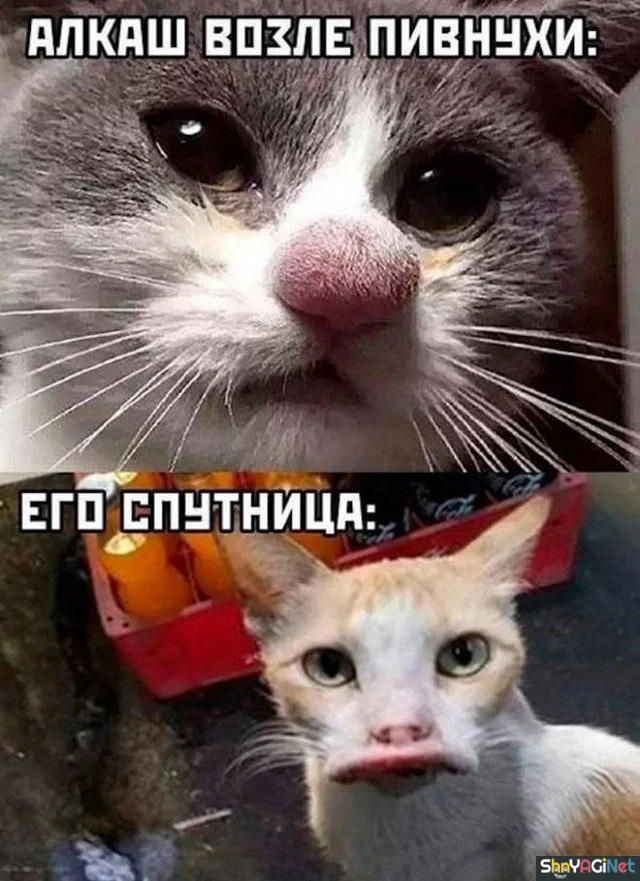 Смехопанорама: убойная порция мемов и приколов Смехопанорама: убойная порция мемов и приколов приколы, мемы, юмор, подборка, ржака