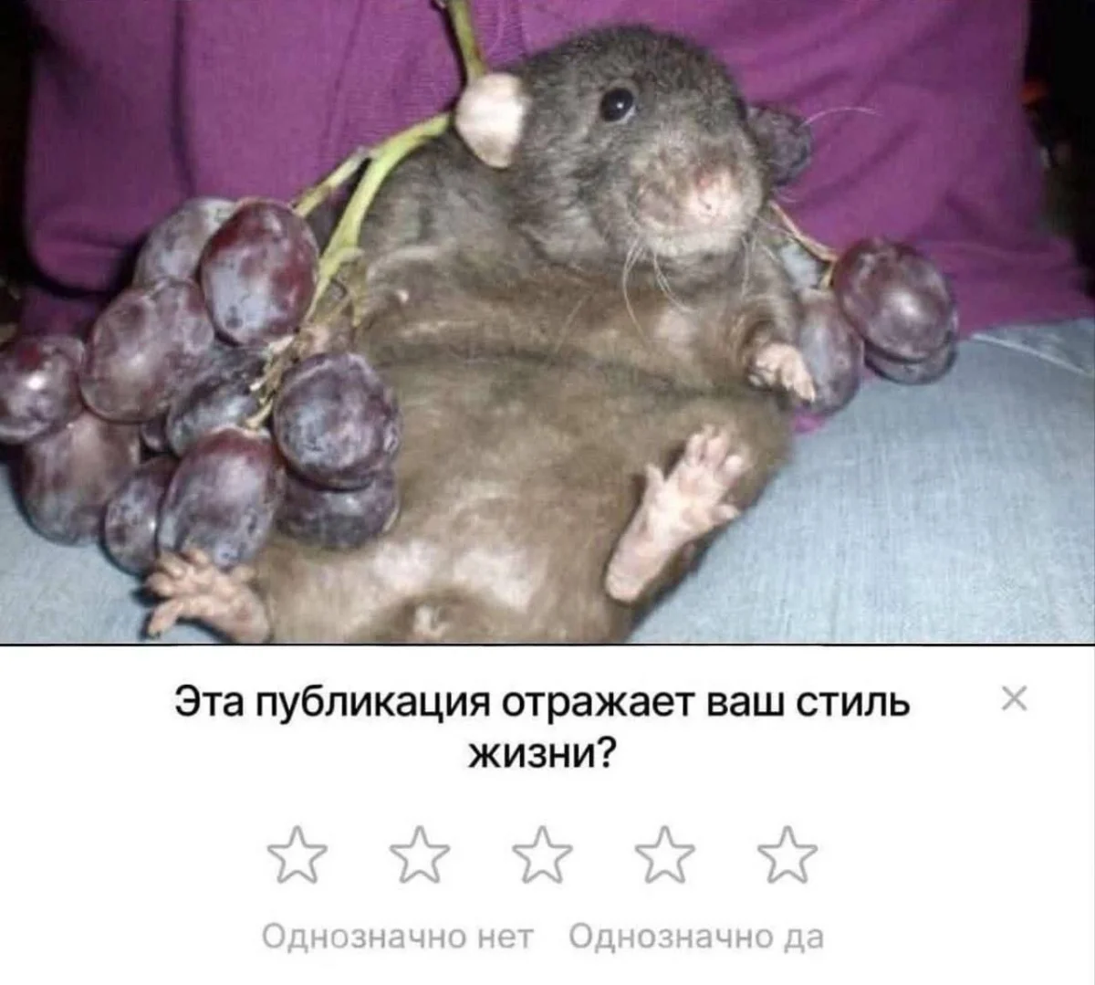 Гроздья смеха: мемы про виноград Гроздья смеха: мемы про виноград мемы, виноград, приколы, картинки, праздник, алкоголь, юмор