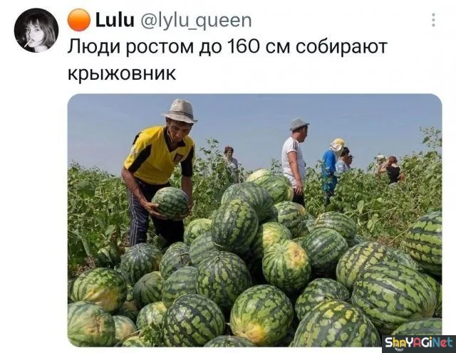Смех сквозь слезы: лучшие комментарии недели смешные комментарии, приколы из соцсетей, подборка, юмор, ржака