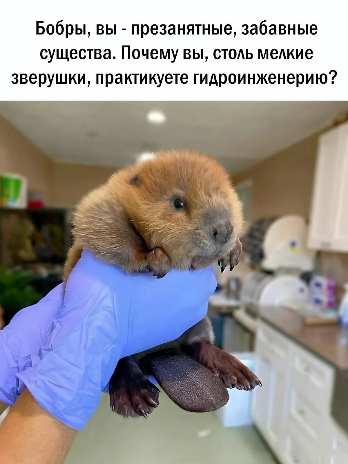 Научные мемы. Выпуск 15: проверка на IQ Научные мемы. Выпуск 15: проверка на IQ наука, мемы, юмор, приколы, интеллект