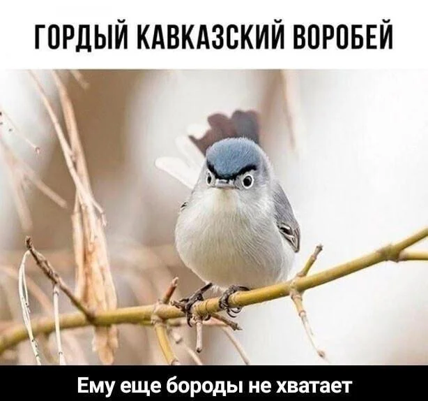 Бородатые мемы: юмор, который цепляет мемы, приколы, борода, юмор, подборка