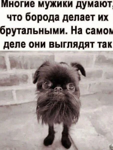 Бородатые мемы: юмор, который цепляет мемы, приколы, борода, юмор, подборка