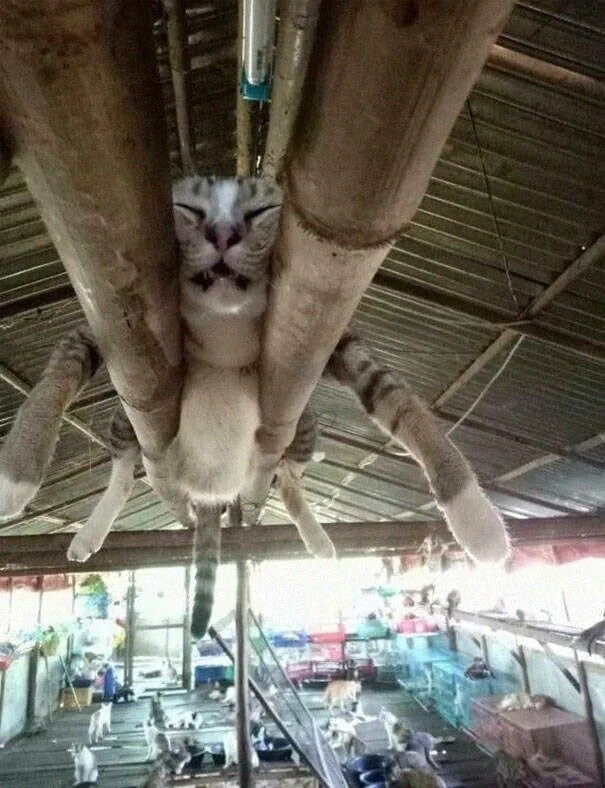 Мастера сна: подборка уморительных фото спящих котов котики, подборка, фото, сон, приколы