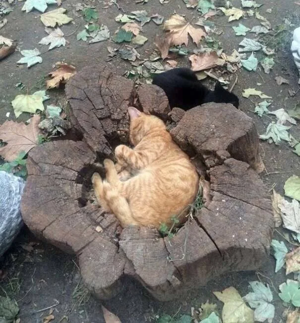 Мастера сна: подборка уморительных фото спящих котов котики, подборка, фото, сон, приколы