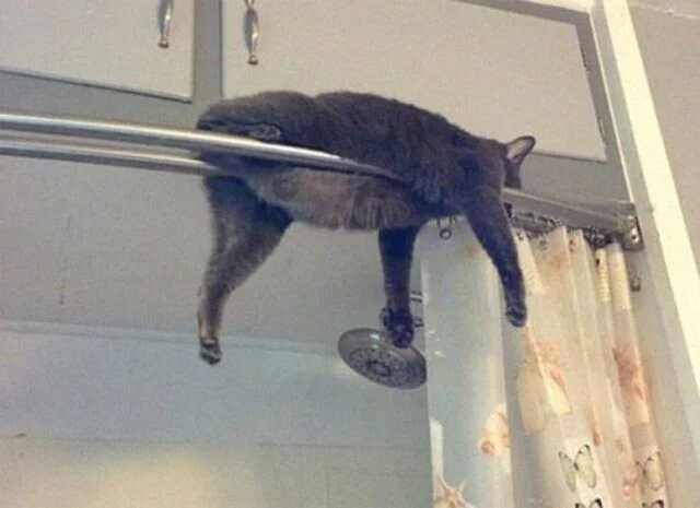 Мастера сна: подборка уморительных фото спящих котов котики, подборка, фото, сон, приколы
