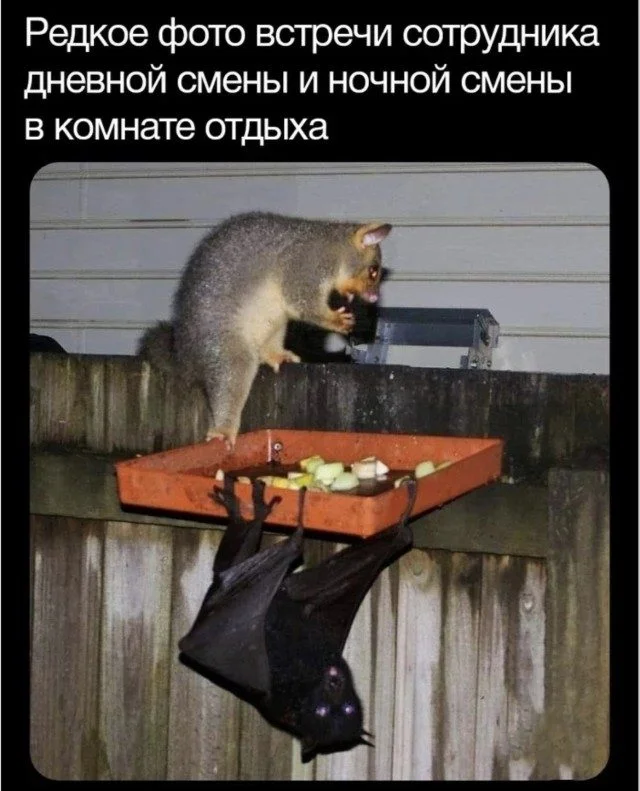 Уморительные питомцы: от смеха до умиления Уморительные питомцы: от смеха до умиления животные, собаки, коты, приколы, настроение, фото